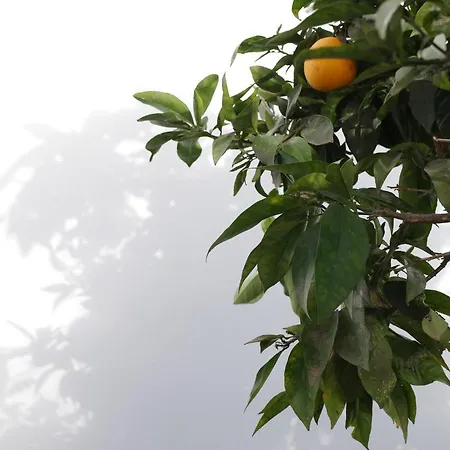 Gato Azul - Coliving Pensionat