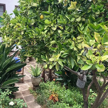 Gato Azul - Coliving La Orotava